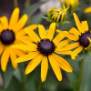 �������� ��������� "Little Goldstar" (����� ��������) - ����-��������