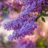 ������� ������ ������ Flowerfesta Purple ("���������� �����") - ����-��������