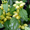 ������� ������������ "Florentinum" (�����������) - ����-��������