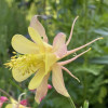 ��������� Spring Magic Yellow ("������ ������ �����") - ����-��������
