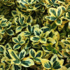 ��������� ������� "Emerald Gold" (�������� ����) - ����-��������