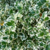 ��������� ������� "Emerald Gaiety" (�������� �����) - ����-��������