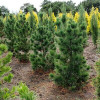 ���� (����� ��������) Compacta Glauca ("�������� ������") - ����-��������