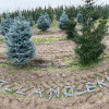��� ������� ������� "Dittersdorfer Zwerg" (������������� �����) - ����-��������