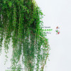 ����������� ����������� "Pendula" (�������)  - ����-��������