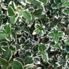 ��������� ������� "Emerald Gaiety" (�������� �����) - ����-��������
