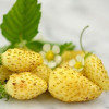��������� ������ Yellow Wonder  (����� ������)  - ����-��������