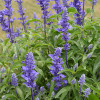 ������ ��������� Victoria Blue ("�������� ���") - ����-��������