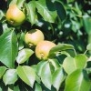 ����� ����������� - ����-��������
