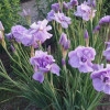 ���� ��������� "Imperial Opal" (�������� ����) - ����-��������