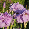 ���� ��������� "Imperial Opal" (�������� ����) - ����-��������