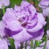 ���� ��������� "Imperial Opal" (�������� ����) - ����-��������