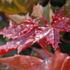 ���� ������������ "Royal Red" (���� ���) - ����-��������