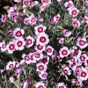 �������� ������� Ruby Snow ("���� ����") - ����-��������