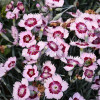 �������� ������� Ruby Snow ("���� ����") - ����-��������