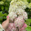 ��������� ����������� "Frise Melba" (����� ������) - ����-��������