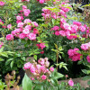 ���� �������������� Pink Fairy ("���� �����") - ����-��������