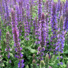 ������ ��������� "Queen Dwarf Blue" ("���� ����� ���") - ����-��������