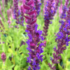 ������ ��������� Compact Violet ("������� ������") - ����-��������