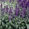 ������ ��������� Evolution Violet ("������� ������") - ����-��������