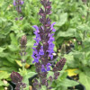 ������ ��������� "Queen Dwarf Blue" ("���� ����� ���") - ����-��������