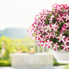 ������� ��������� "TR Magenta Star" - ����-��������