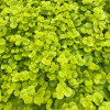 ��������� ���������� Aurea ("�����")  - ����-��������