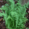 ��������� "Woodsia obtusa" (������� ������) - ����-��������