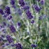 ������� ����������� "Vicenza Blue" (������� ���) - ����-��������
