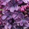 ������ ������������ Violetta ("��������") - ����-��������