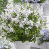 ������� ������ ������ Flowerfesta White ("���������� ����") - ����-��������