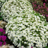 �������� ������ (��������) Snowbank ("��������") - ����-��������