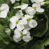 ������ ���������� "Little Treasure White" (����� ����� ����) - ����-��������