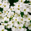 ������ ���������� "Little Treasure White" (����� ����� ����) - ����-��������