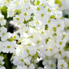 ������ ���������� "Catwalk White" (������� ����) - ����-��������