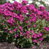 ������ ���������� Catwalk Pink ("������� ����") - ����-��������