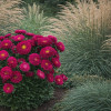 ����� ��������� Fan Deep Rose ("��� ��� ����") - ����-��������