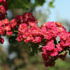 ��������� ������������ "Pauls Scarlet" (����� �������) - ����-��������