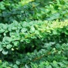 �������� �������� "Green Ornament" (���� ��������) - ����-��������