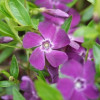 �������� ����� "Atropurpurea" (������������) - ����-��������