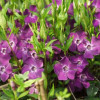 �������� ����� "Atropurpurea" (������������) - ����-��������