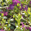 �������� ����� "Atropurpurea" (������������) - ����-��������