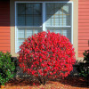��������� ����������� "Red Cascade" (��� ������) - ����-��������