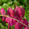 ��������� ����������� "Red Cascade" (��� ������) - ����-��������