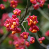 ��������� ����������� "Red Cascade" (��� ������) - ����-��������