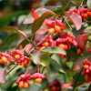 ��������� ����������� "Red Cascade" (��� ������) - ����-��������