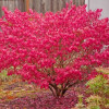 ��������� ����������� "Red Cascade" (��� ������) - ����-��������