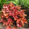 ������� "Peach Flambe" (��� ������)  - ����-��������