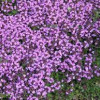 ������ ������ "Coccineus" (��������) - ����-��������