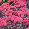 ������ ��������� "Red Cauli" (��� �����) - ����-��������